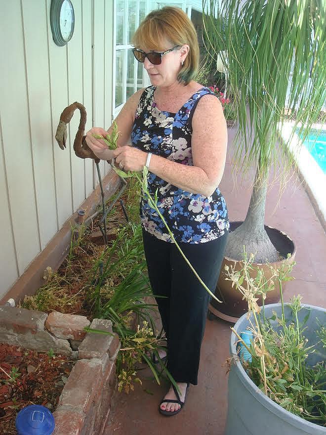 Julie Paez enjoys the cool of a summer morning in the backyard of her San Bernardino home. Paez was shot in the pelvis at the December 2 holiday party for county health employees. Photo: Matt Guilhem for KCVR Julie Paez enjoys the cool of a summer morning in the backyard of her San Bernardino home.