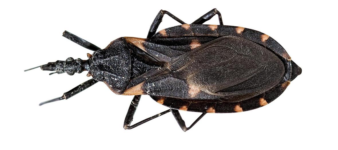 Chagas disease stems from a parasite spread by the blood-sucking kissing bug — so-called because the bug likes to bite us on the face around the lips and eyes.