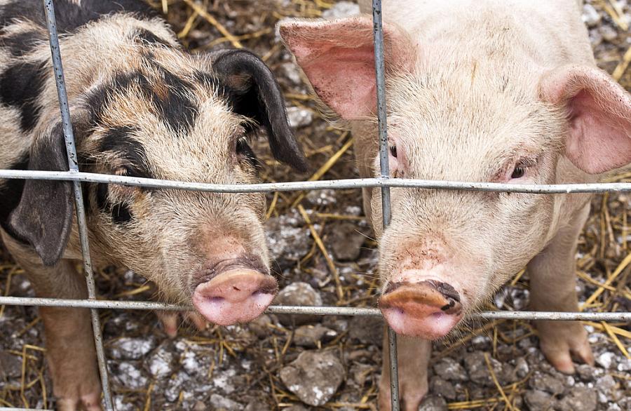 The journalists listed a dozen Danish pig farms as MRSA sources.