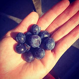 Farmer's Market blue berries 