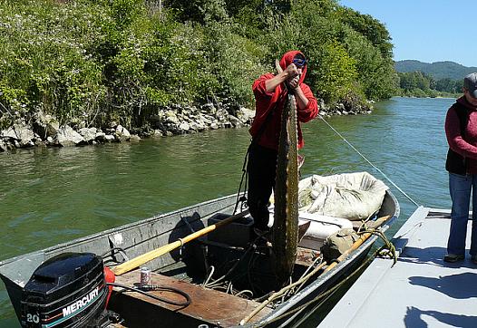 A member of the Yurok tribe pulls in a sturgeon on the Klamath River.