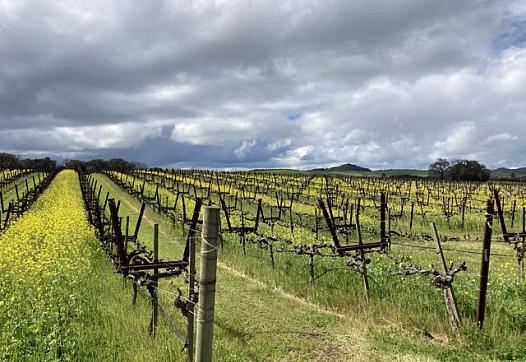 Vines in a vineyard owned by Hyde in Carneros