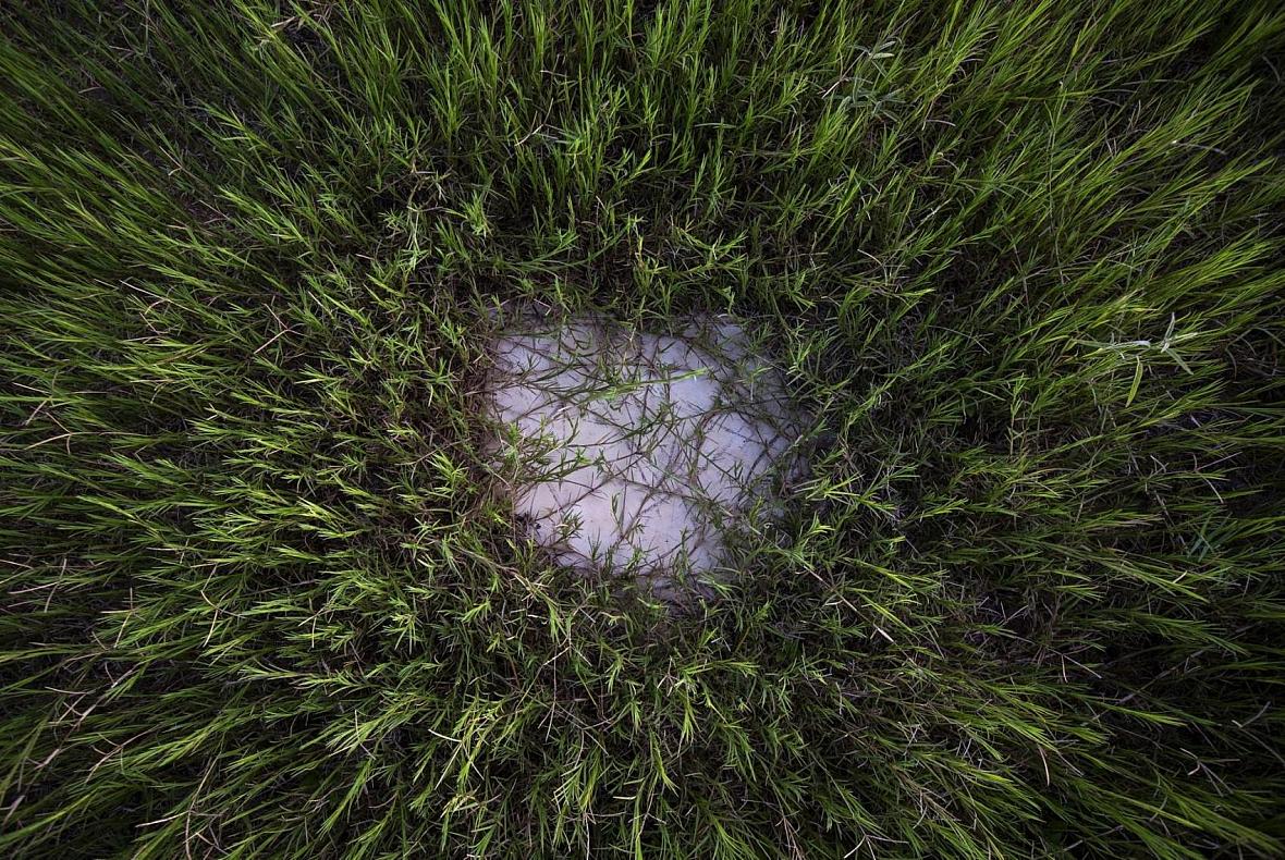 Overgrown grass covers the baseball diamond and over home plate at the little league field in Bloomington. Overgrown grass covers the baseball diamond and over home plate at the little league field in Bloomington.