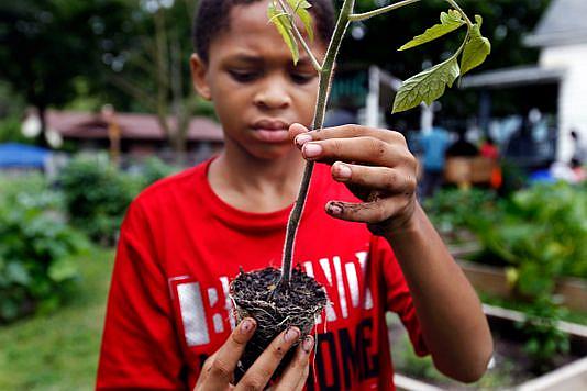 Emmanuel Johnson, 12, prepares the roots of a tomato plant at the "We Got This” urban garden in July. Emmanuel helped plant a dozen tomato plants in a program that offers black boys mentorship with adults. The group’s founder, Andre Lee Ellis, said his goal is to get young men to take their hands off the trigger and put them into the dirt. Emmanuel Johnson, 12, prepares the roots of a tomato plant at the "We Got This” urban garden in July. Emmanuel helped plant a do