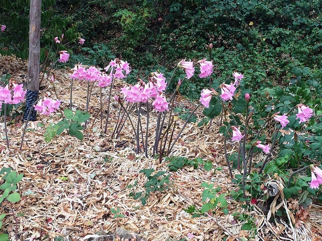"Naked ladies" at proposed Roseland Creek Park in Roseland. Among the subjects we'll be covering in our Roseland health series, we'll talk about how access to parks is important to the health of community residents. (Photo: Steve Mencher / KRCB) (Photo: "Naked ladies" at proposed Roseland Creek Park in Roseland. Among the subjects we'll be covering in our Roseland health