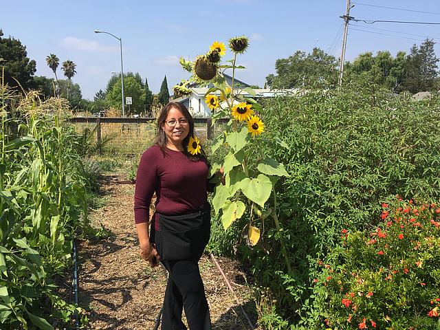 Maria de los Angeles Quiñones stands in the medicinal herb garden at Bayer Farms. (Photo: Adia White / KRCB) Maria de los Angeles Quiñones stands in the medicinal herb garden at Bayer Farms. Photo Credit: Adia White