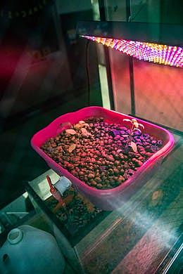 These Louisville 'Aquapunx' want to be the future of farming These Louisville 'Aquapunx' want to be the future of farming