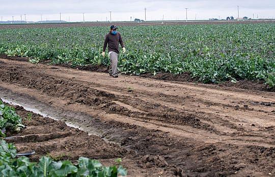 A fieldworker walks past a field of broccoli as he takes a restroom break on April 8, 2020.