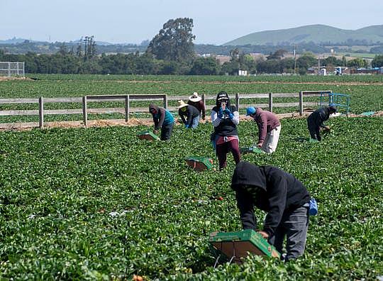 A fieldworker stops to record the caravan of cars during the Salinas Farmworker Appreciation Caravan on Saturday, April 25, 2020