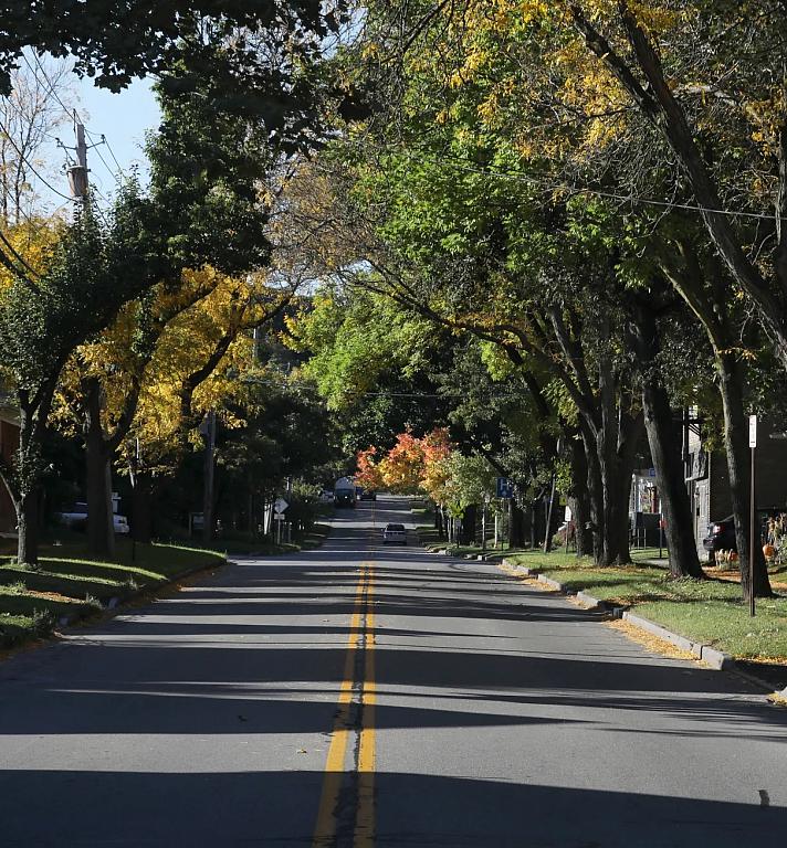 A tree-lined street in Rochester, New York.