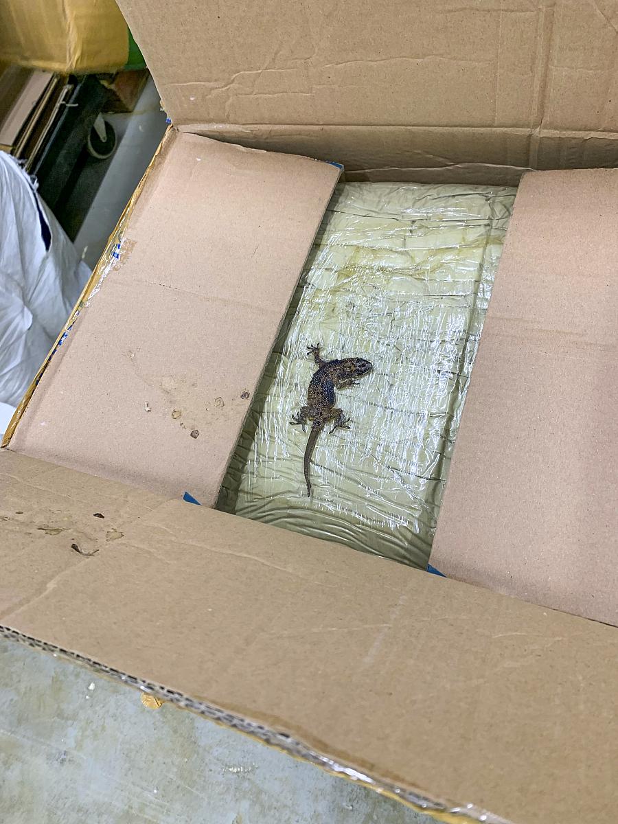 Image of lizard in a package