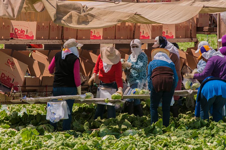 Farmworkers pick lettuce in Central California.