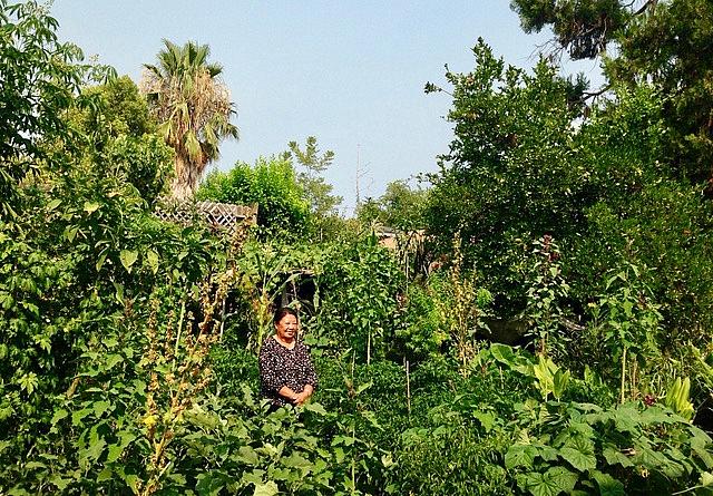 Mo Chao Yang sits in her garden in North Sacramento, remembering the ways she survived the secret war in Laos. (Photo: Scott Thomas Anderson) Mo Chao Yang sits in her garden in North Sacramento, remembering the ways she survived the secret war in Laos. (Photo by Scott T
