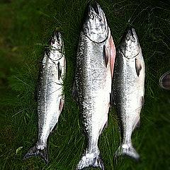 Salmon. Photo by kris krüg salmon