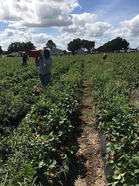 Luz Vazquez Hernandez, 18, works in strawberry fields near her home in Mulberry, Florida. She worked as a migrant worker throughout her high school years. Courtesy of Luz Vazquez Hernandez