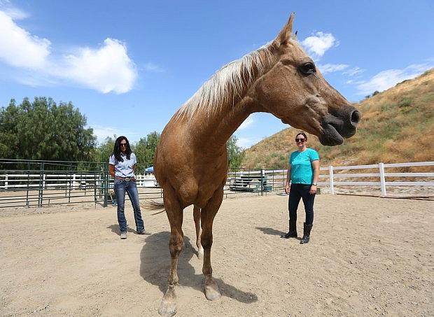 Paula Harold, right, visits Heidi, a horse she used in a horse therapy program through Equus Medendi Equine Assisted Therapy in Redlands on Wednesday, May 24, 2017. To the left is Angie Sheer, founder/executive director of the program. Paula is a survivor from the Dec. 2nd terrorist attack in San Bernardino and is now dealing with PTSD. She has completed 12 sessions of the horse therapy program to help her with the issues. (Stan Lim, The Press-Enterprise/SCNG)