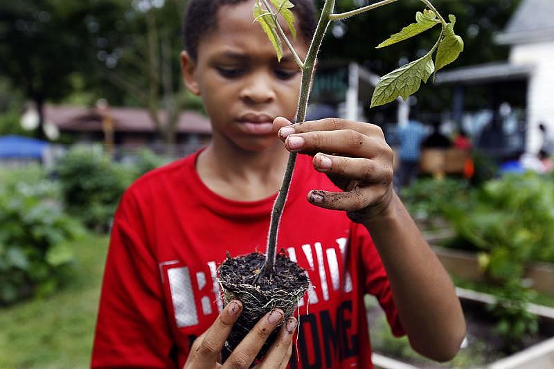 Emmanuel Johnson, 12, prepares the roots of a vegetable for planting.