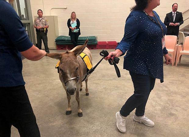 Rusty, a miniature donkey and certified therapy animal, visits inmates in a mental health therapy session at the West Valley Detention Center in Rancho Cucamonga along with his handler, volunteer Janella Denney, on July 9, 2019. (Photo courtesy of San Bernardino County Sheriff’s Department)