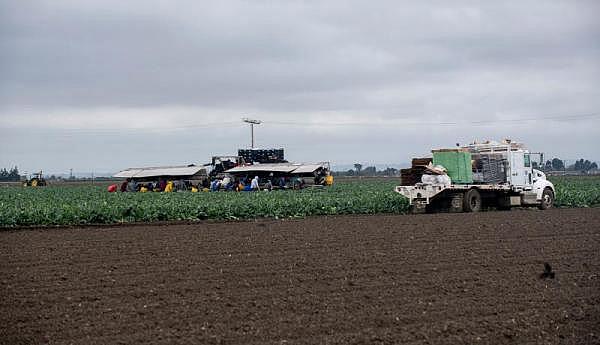 Fieldworkers pick broccoli on a cloudy morning on April 8, 2020. Photo by David Rodriguez, The Salinas Californian