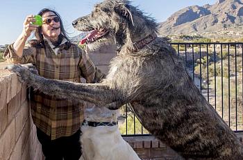 Jacquie Green plays with her dogs Maggy and Jack at their foothills home in Tucson, Ariz. Maggy, the wolfhound, has had valley fever for a year and is part of a study on valley fever in dogs being conducted by Tucson veterinarian Dr. Lisa Shubitz. [Photo by Ron Medvescek/Arizona Daily Star]