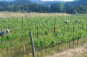 Farmworkers tend to the Girard vineyard on Highway 29.