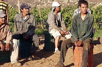 Grape workers