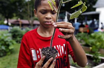 Emmanuel Johnson, 12, readies a vegetable for planting at Milwaukee's "We Got This" summer garden program.