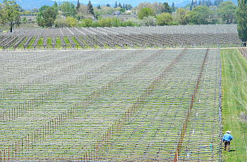 A worker in a Napa Valley vineyard.