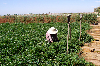 Migrant Workers and Nutrition: Working in "The Garden," But Not Eating From It