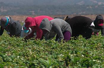 Inmigrantes recogen cosecha de fresas en el campo. Foto: Cristina Londoño/ Noticias Telemundo