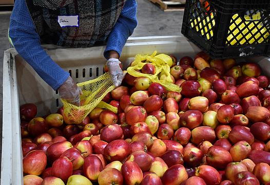 A person wearing gloves places red apples into yellow mesh bags