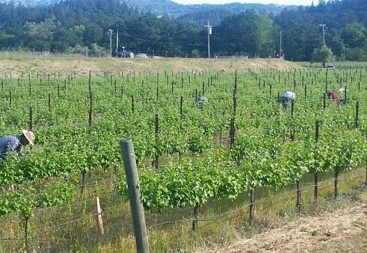 Farmworkers tend to the Girard vineyard on Highway 29.