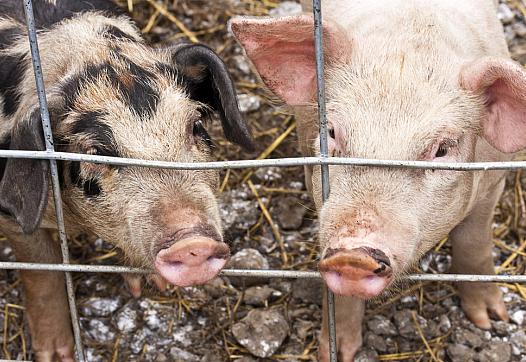 The journalists listed a dozen Danish pig farms as MRSA sources.