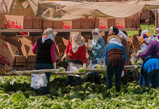 Farmworkers pick lettuce in Central California.