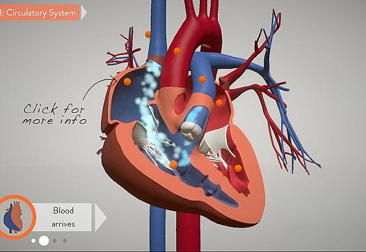 A graphic from a new interactive visualization of the heart.