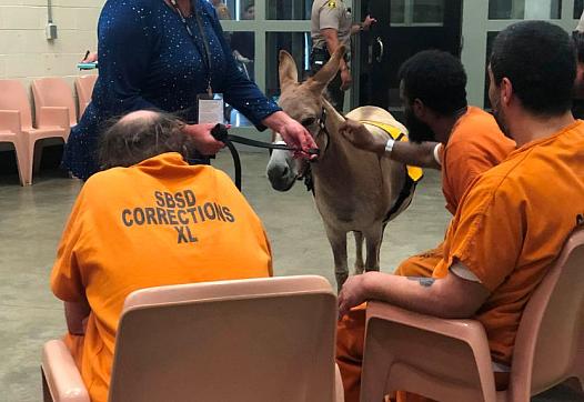Rusty, a miniature donkey and certified therapy animal, visits inmates in a mental health therapy session.