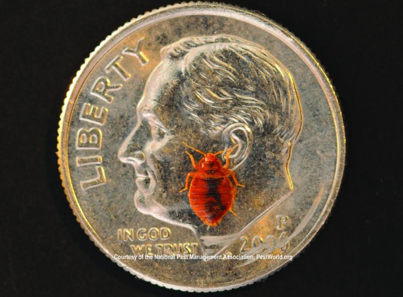 bedbug, public health, reporting on health
